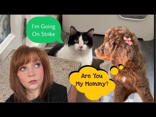 Willow Goes On Strike Because Of Hazel | #80