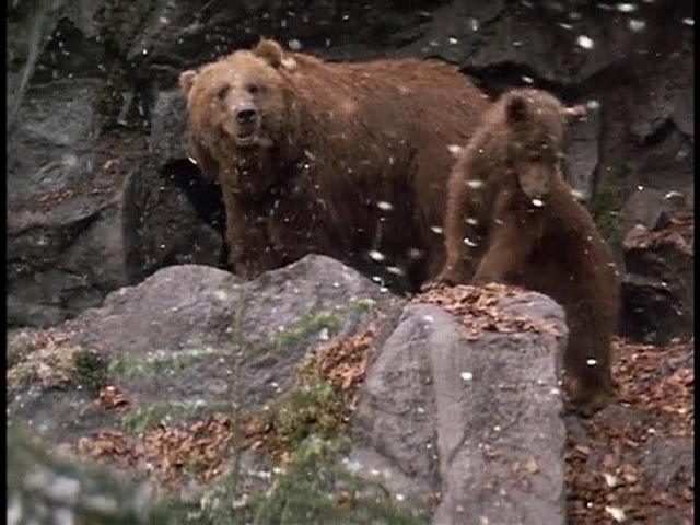 Final scene of the movie The Bear