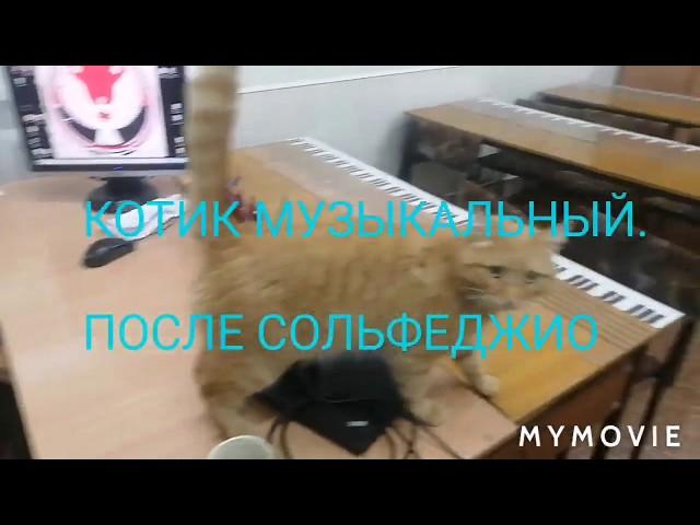 Котик музыкальный. После уроков.