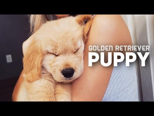 Golden Retriever Puppy Compilation