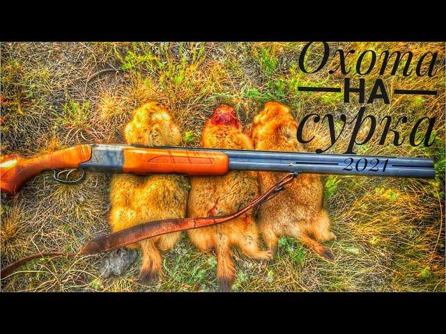 Охота на сурка с МР-27!В этих степях столько их что позавидует любой 04.07.2021