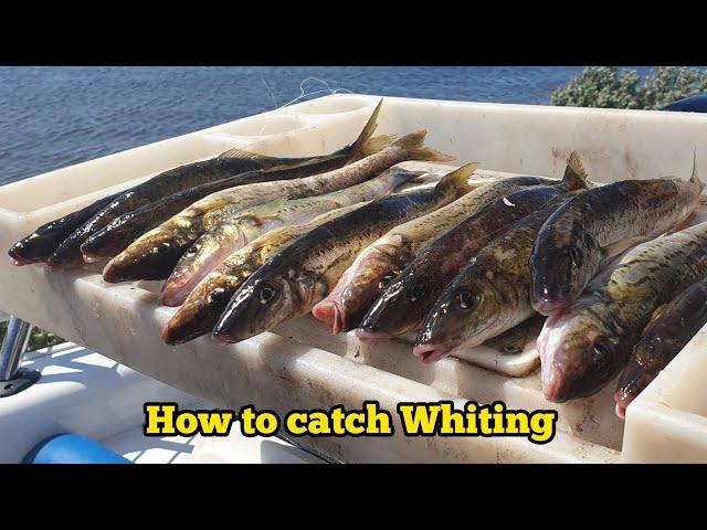 How to catch WHITING - Whiting fishing tips MasterClass