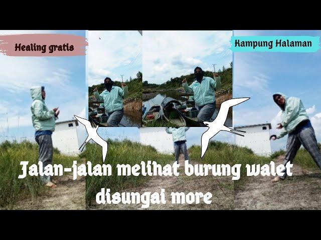 healing gratis jalan-jalan melihat burung walet disungai More