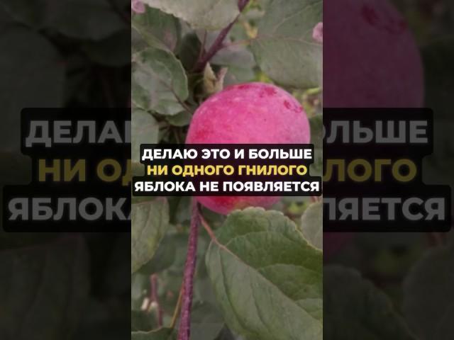 ГНИЛЫХ ЯБЛОК БОЛЬШЕ У МЕНЯ НЕ БЫВАЕТ #огород #дача #сад