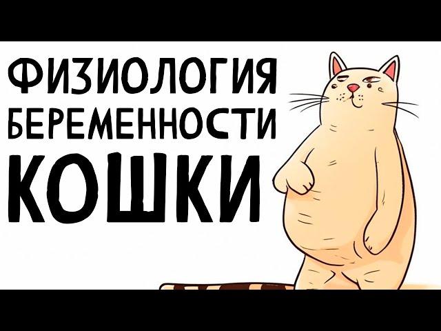 Физиология беременности кошки