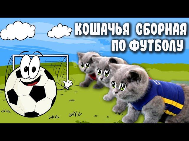 33 Котёнка - СМЕШНЫЕ КОТЫ КОТЯТА ИГРАЮТ В ФУТБОЛ ЧЕМПИОНАТ МИРА 2022! CATS KITTENS PLAYING FOOTBALL