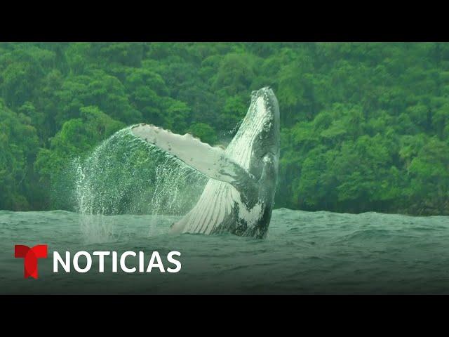 Planeta Tierra: Descubren el trayecto récord de una ballena jorobada | Noticias Telemundo