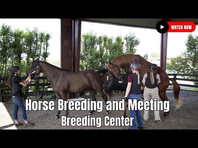 Horse Breeding  Close Up Video in Breeding Center