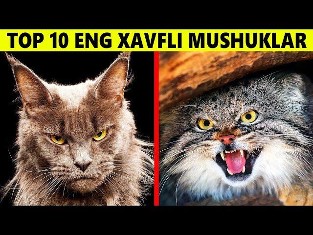 Dunyodagi Eng Xavfli Top 10 Ta Mushuk Zoti