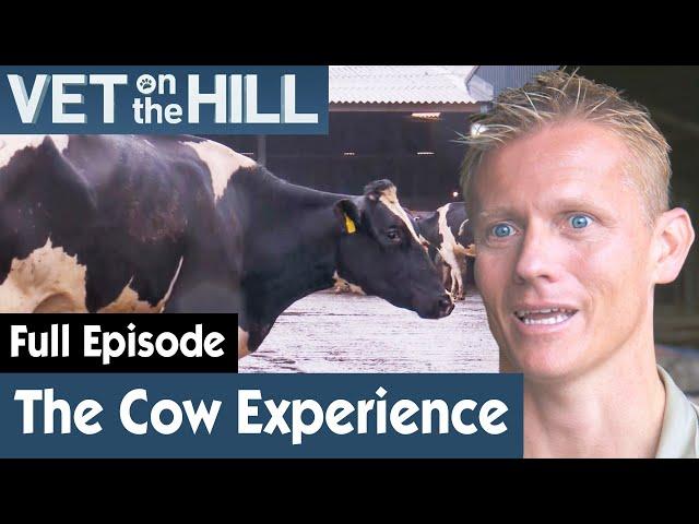  Dr Scott Digs 'Deep' To Find A Pregnant Cow | FULL EPISODE | S02E11 | Vet On The Hill