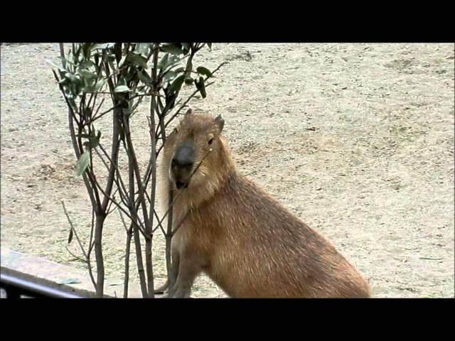Capybara Family in Ueno Zoo, Tokyo, Japan