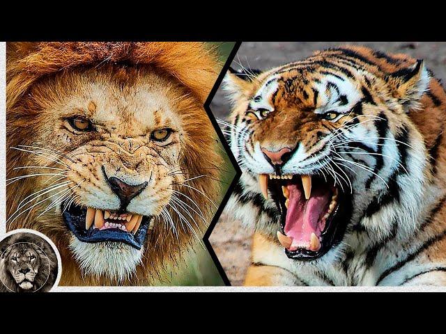 Amur Tiger kills Leo, who stood in his way / Lion vs Tiger