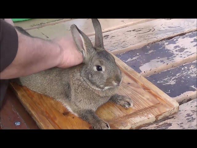 How to Humanely Dispatch a Rabbit