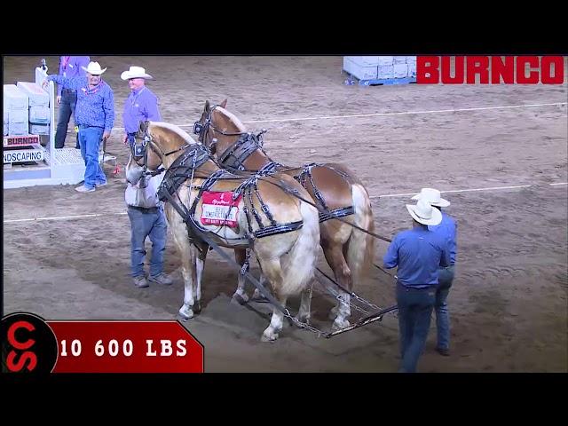 2017 Calgary Stampede Heavy Horse Pull - Light Weight Division Winners