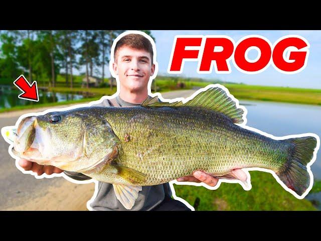 HUGE Bass DESTROYS Topwater FROG! (Bank Fishing)