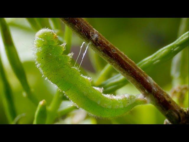 Caterpillar Cocoon Timelapse | BBC Earth