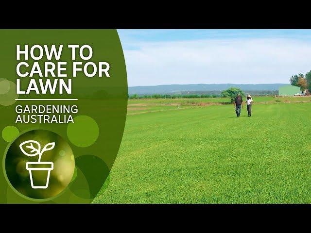 How to care for lawn