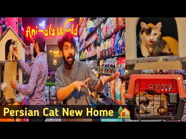 Free Adoption Cat | Free Persian cat new home from Animals World Hamza Aslam