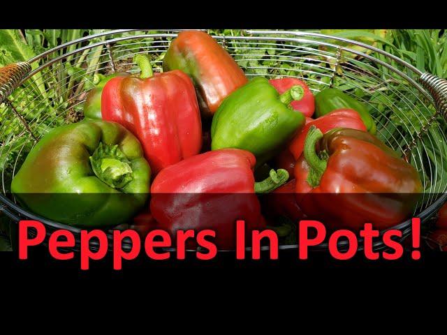 Growing Peppers In Containers Or Pots