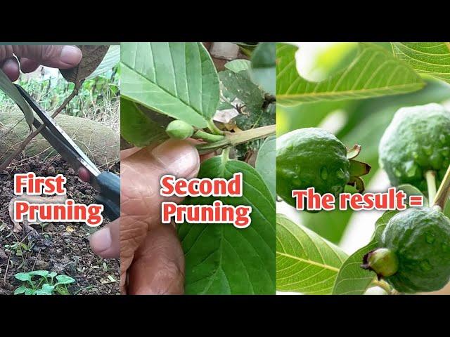 How to get guava plants to flower & produce fruit with pruning