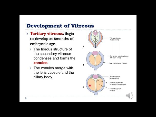 Anatomy of the Vitreous Part II