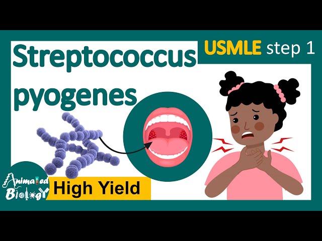 Streptococcus pyogenes | Streptococcal infection | Structure, pathology and treatment options |usmle