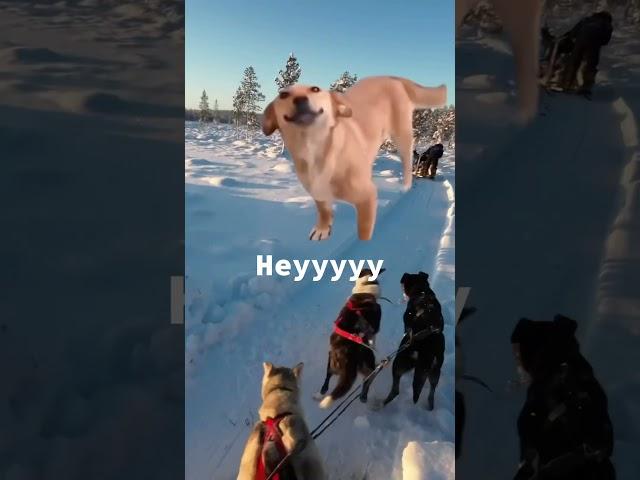 Woof woof  #meme #funny #husky #lapland #dogsled #dogs #holiday