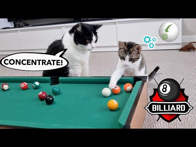 Cat Teaches Kitten To Play Billiards