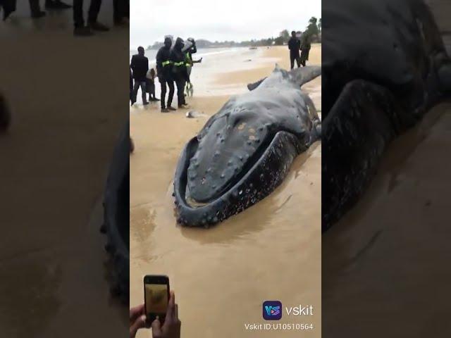 Washed up whale in Lagos beach//Nigeria