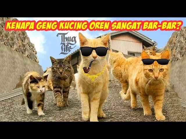 Kenapa Geng Kucing Oren Sangat  Barbar? Ternyata Ini Fakta Kucing Oren yang Jarang Terungkap