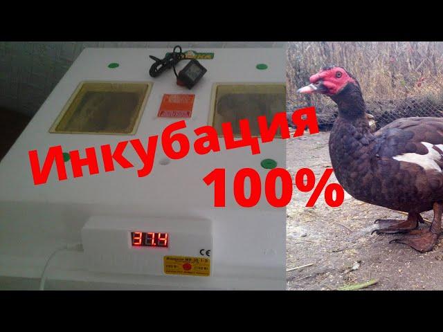 Инкубация яиц мускусной утки 100% провереная схема инкубации мускусных уток Индоуток Опыт Сельской Ж