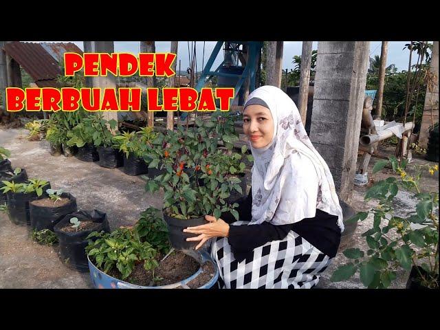 MEMBUKA PELUANG BISNIS DENGAN BUDI DAYA CABE UNGU DI HALAMAN RUMAH