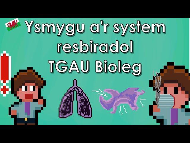 Ysmygu a'r system resbiradol - CBAC Bioleg