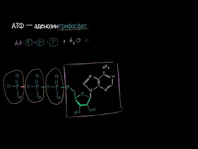 АТФ.Аденозинтрифосфат (видео 1)| Фотосинтез | Биология