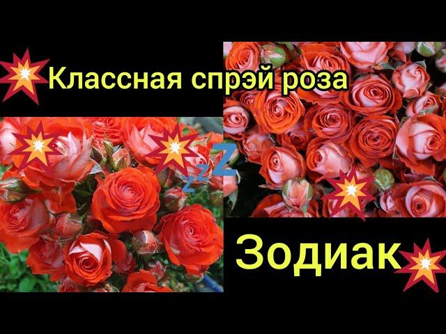 Роза спрэй -ЗодиакЦветение новеньких в саду 