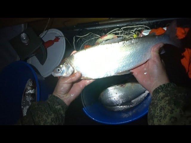 РЫБАЛКА СЕТЯМИ НА СЕВЕРЕ. Ловил сига и приехали ПОГРАНИЧНИКИ. Fishing