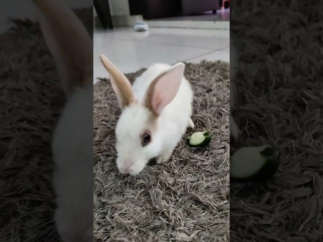 Cute Rabbit #rabbit #ytshorts #prachipuri7