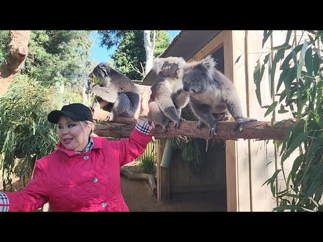 Koalalar ile bir arada #avusturalya #koala #seyahat kanalıma abone olmayı unutmayın.