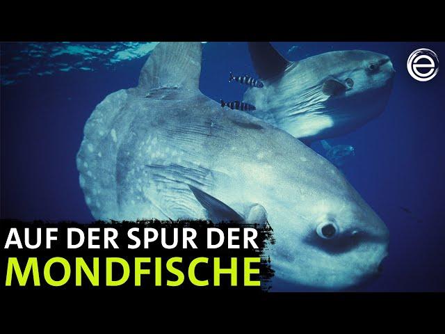 Mondfische ‒ Rätselhafte Giganten | Erlebnis Erde