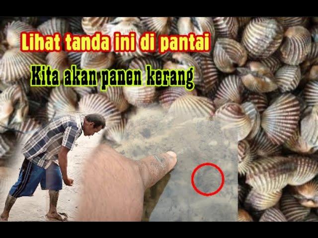 Cara Mudah Mencari Kerang di Pantai