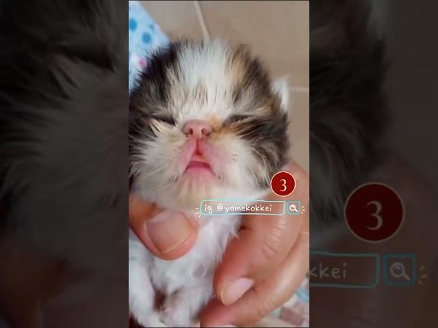 Jual Anak Kucing Kitten Persia Peaknose Flatnose / Surabaya