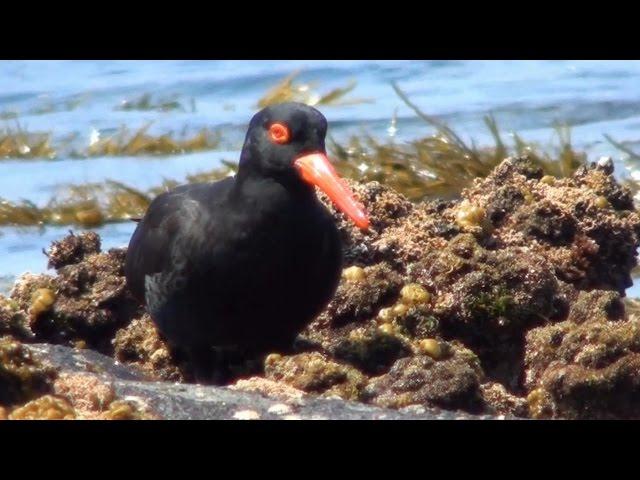 Sooty Oystercatcher feeding behaviour