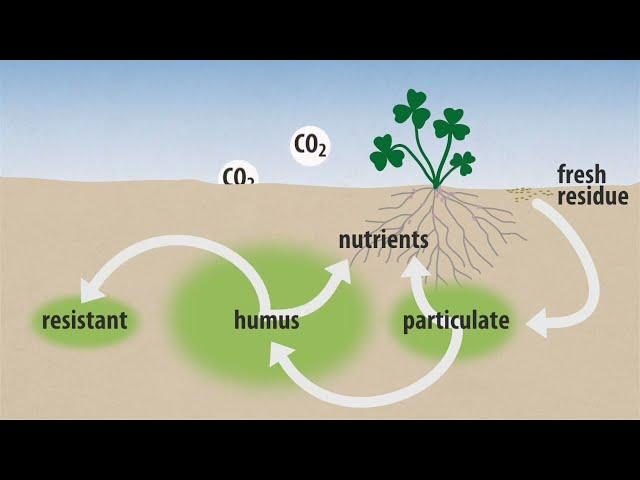 Cycling of soil organic matter