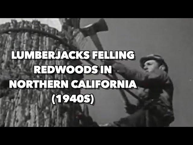 1940s Lumberjacks felling Redwoods in Northern California