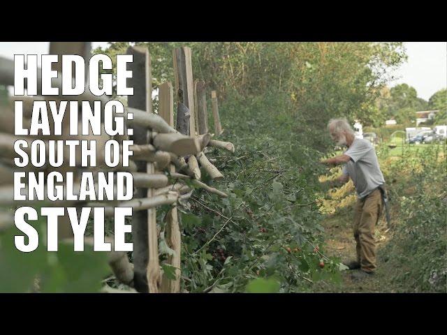 Hedge Laying: South of England Style