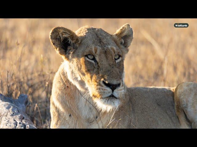 The bush is buzzing after the rain - SafariLIVE Sunset - 11 January 2025