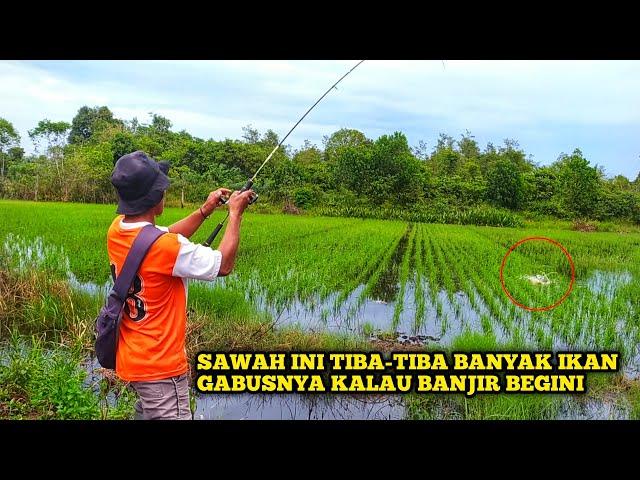 IKAN GABUS AUTO NAIK KE SAWAH KALAU BANJIR BEGINI || CASTING GABUS DI SAWAH ATAU SPOT BANJIR