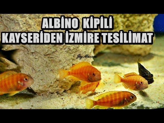 Albino Kipili'lerimiz İzmir'e Güray abimize hayırlı olsun.