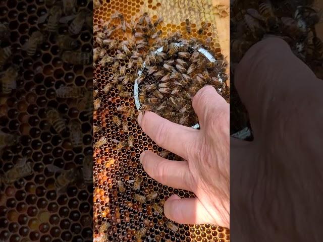 Как подсадить пчелиную матку без проблем.