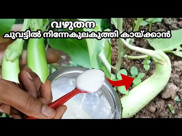 Brinjal fast flowering tip/ വഴുതനയിൽ ചുവട്ടിൽ നിന്നേകുലകുത്തി പിടിക്കാൻ BTech mix media